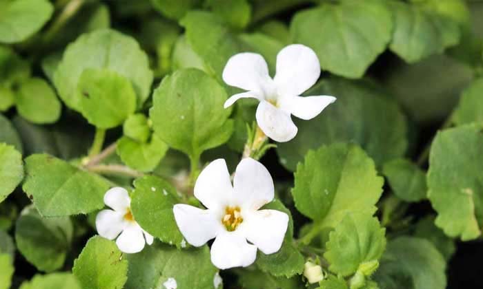  Amazing Health Benefits Of Saraswathi Leaf ! Health, Benefits Of Saraswathi Aaku-TeluguStop.com