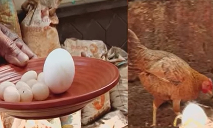  Hen Laying Eggs The Size Of A Grapefruit , Amazing Hen, Viral Video-TeluguStop.com