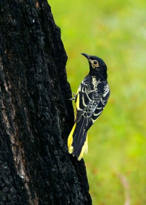  Iconic Australian Bird Facing Extinction Within 20 Yrs: Study #iconic #australia-TeluguStop.com