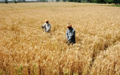  Indian Wheat Shipment For Kabul Via Pak May Start In Feb #indian #wheat-TeluguStop.com
