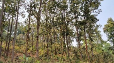  Indigenous Communities Of Jharkhand Have Long Defended Their Native Forests From-TeluguStop.com