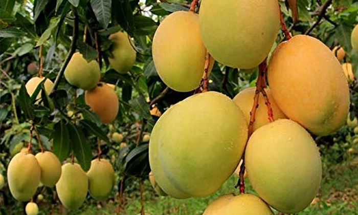 Interesting Facts About Ratnagiri Mangoes And Its Price Details, Mangos, Too Cos-TeluguStop.com