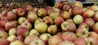  Iranian Apple Imports Sound Death Knell For Kashmir Apple Industry#iranian #appl-TeluguStop.com