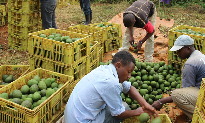 Telugu Awakado Fruits, Frootes, Kanya-Latest News - Telugu