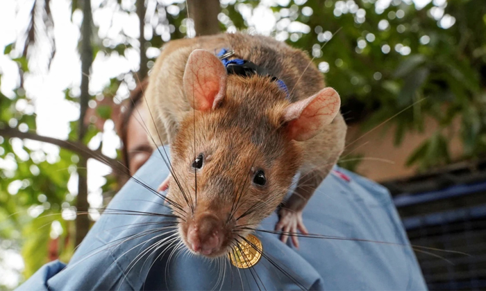  Land Mines Detecting Hero Rat Magawa Died Officers Pays Tribute Details, Rats, D-TeluguStop.com