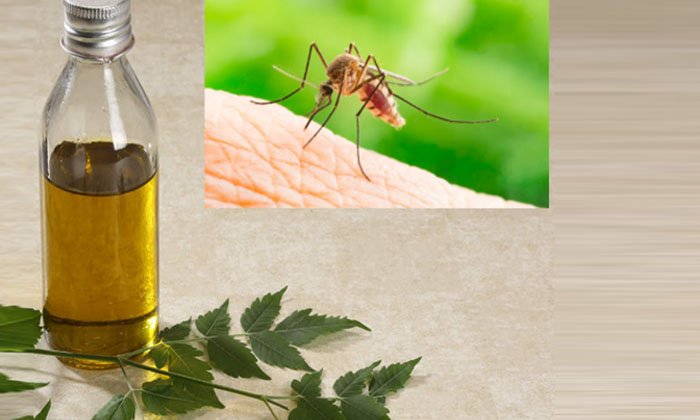  Wonderful Benefits Of Neem Oil! Benefits Of Neem Oil, Neem Oil, Latest News, Nee-TeluguStop.com