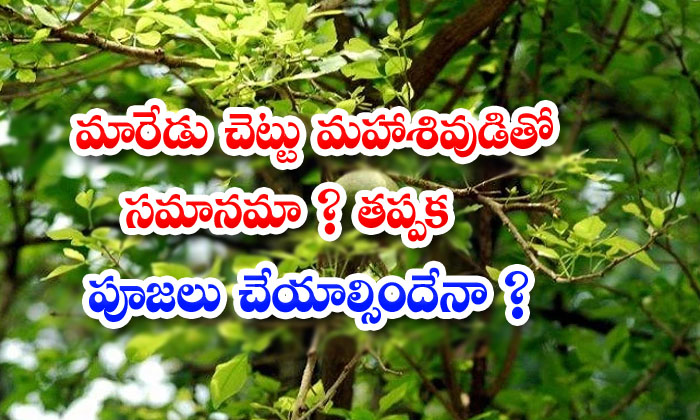 What Is Maredu Tree In English