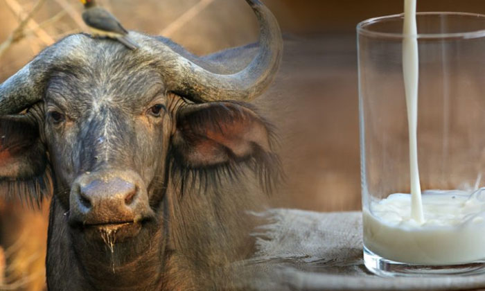  Which Milk Is Healthier For You Cow Milk Or Buffalo Milk-మ‌న ఆరోగ్యానికి ఆవు పాలు మంచివా గేదె పాలు మంచివా.. ఇప్పుడే తెలుసుకోండి-General-Telugu-Telugu Tollywood Photo Image-TeluguStop.com