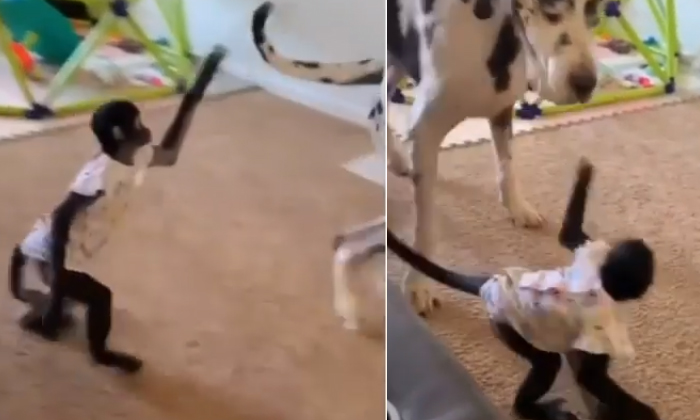  Monkey Troubling The Dog By Holding Its Tail Viral Details, Dog Tail, Viral Vide-TeluguStop.com