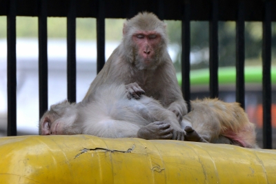  Monkeys Snatch Baby & Throw In Water Tank #monkeys #snatch-TeluguStop.com