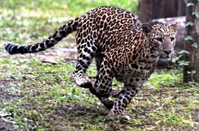  Panic In Tn Textile City After Leopard Attacks #panic #textile-TeluguStop.com