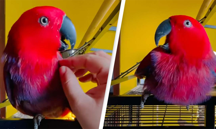  Parrot Imitates Iphone Ringtone Viral Video Details,  Iphone, Ringtone, Imitatio-TeluguStop.com