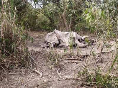  Poachers Strike After Nine Months, Kill Female Rhino In Assam #poachers #strike-TeluguStop.com