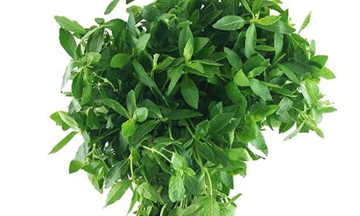  With Ponnaganti Leaf These Problems Are Far Away , Ponnaganti, Leaf, Iron, Vitam-TeluguStop.com