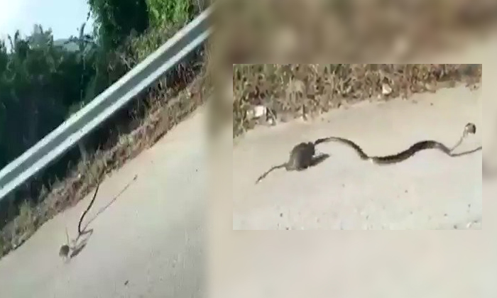  Rat Trembled The Snake Coming To Her Babies Details, Rat Fighting, Viral Video,-TeluguStop.com