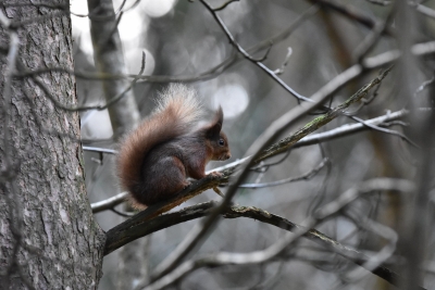  Red Squirrel Conservation In Britain May Undermine Species Survival: Study #squi-TeluguStop.com