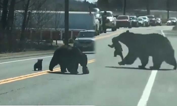  Viral Video  Bear Cubs Rioting Across The Road , Viral Video , Bear , Bear  Chil-TeluguStop.com