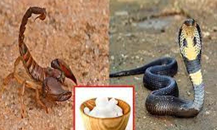  Top 10 Dangerous Creatures That Cause The Death Of 10 Man Danger Animals Forest-TeluguStop.com