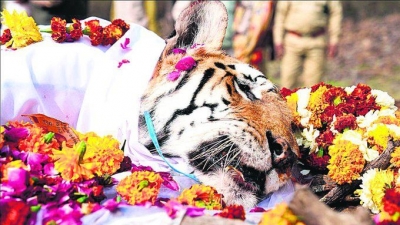  Sachin Mourns Death Of Legendary Tigress ‘collarwali’ #collarwali.&#-TeluguStop.com