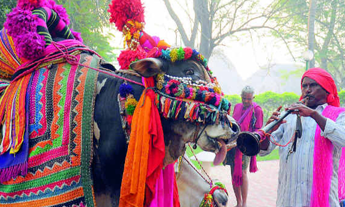  Do You Know The Importance Of Gangireddu In Sankranthi Festival-సంక్రాంతి పండుగలో గంగిరెద్దుల ప్రాముఖ్యత ఏమిటో తెలుసా-Latest News - Telugu-Telugu Tollywood Photo Image-TeluguStop.com