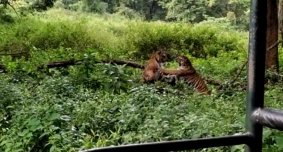  Sites In India, Nepal Awarded For Doubling Tiger Population #sites #india-TeluguStop.com