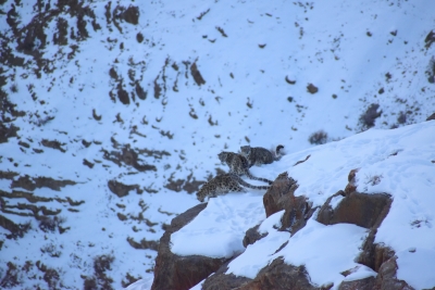 Snow Leopard, 2 Cubs Caught On Camera In Himachal’s High Mountains #snow #-TeluguStop.com
