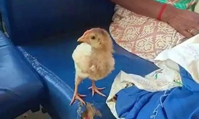  Shock To The Work Done By The Ticket Conductor For The Chick Viral Latest, Vira-TeluguStop.com