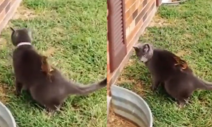  Squirrel Creating Troubles To Cat Video Goes Viral Details, Cat, Viral Video. So-TeluguStop.com