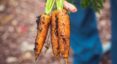  Superfoods For Healthy Skin During Winters #superfoods #healthy-TeluguStop.com