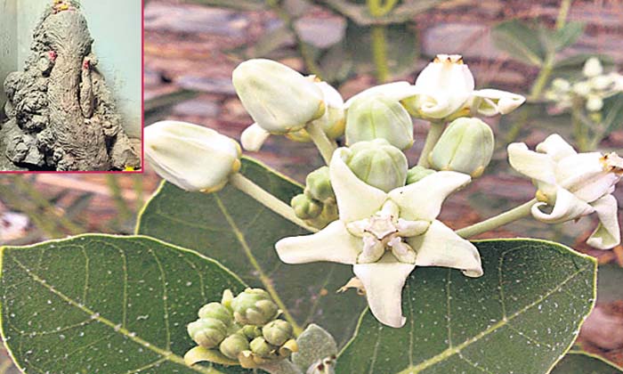  This Plant Will Protect The Family From Evil Forces , Evil Froces, Worship, Hind-TeluguStop.com