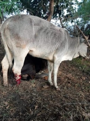  Three Siblings Booked For Cow Trafficking In Mp #
Ashok #anand-TeluguStop.com