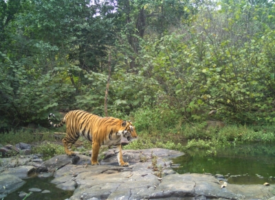  Tiger Census Begins In Bandipur National Park In K’taka #tiger #census-TeluguStop.com