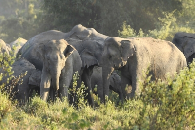  Tn Forest Officials Use Bio-repellents To Ward Off Wild Elephants #officials #wi-TeluguStop.com