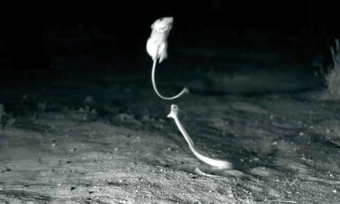  To Live Must Have Such Courage Look At How The Rat Escaped From The Snake Detail-TeluguStop.com