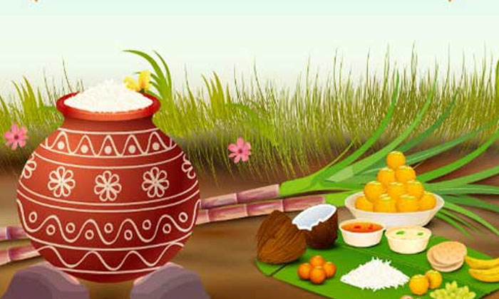  Why Pour Milk In Front Of The House On Sankranthi Day, Traditions, Hindus , San-TeluguStop.com