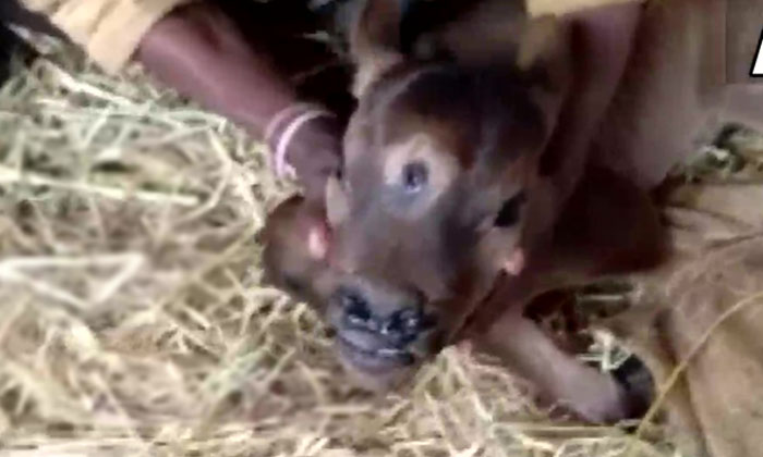  Have You Ever Seen A Three-eyed Calf , Three Eyes Calf, Viral Pic , Calf ,chhatt-TeluguStop.com