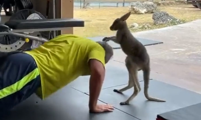  Kangaroo As A Gym Trainer . Close Up More Pushups . Kangaroo, Viral Video, Aust-TeluguStop.com