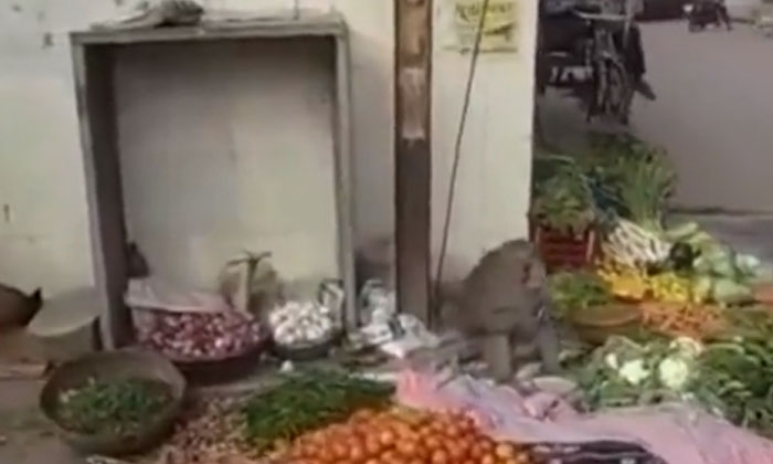  This Monkey Vegetable Business Is Not As Usual.., Monkey, Viral Video, Vegitable-TeluguStop.com