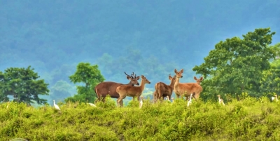  Water Birds Declined By 28% In Kaziranga National Park In One Year #birds #kazir-TeluguStop.com