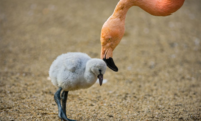  Why Are Flamingos Pink Know The Science Details, Colour Bird Water Eating Food,-TeluguStop.com