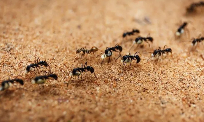  Why Do Ants Walk In A Straight Line-చీమ‌ల‌న్నీ ఒకే లైనులో ఎందుకు వెళ‌తాయో తెలుసా-General-Telugu-Telugu Tollywood Photo Image-TeluguStop.com