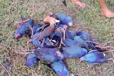  Wildlife Officials Probing Deaths Of Over 500 Migratory Birds In Tripura #wildli-TeluguStop.com