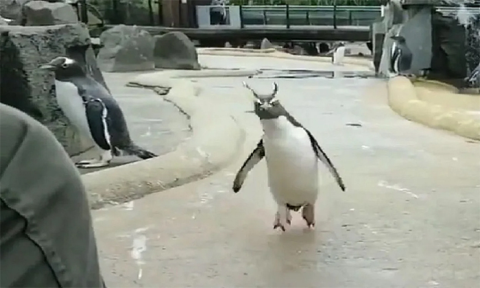  You Are Shocked To See This Penguin Walk Details, Penguin, Viral Video, Penguin-TeluguStop.com