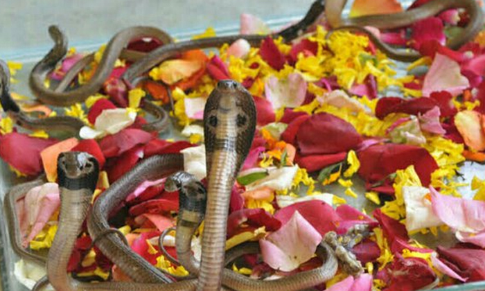  Do You Know Why Milk Is Given To Snakes In The Mound , Nagapanchami, Nagulachavi-TeluguStop.com