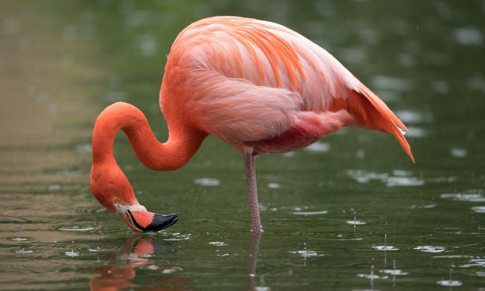  Scientists Have Discovered Why Flamingos Stand On One Leg, Flamingos, People, Sc-TeluguStop.com