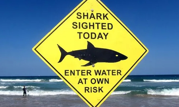  Sydney Beaches Close After First Fatal Shark Attack In 60 Years, New South Wales-TeluguStop.com