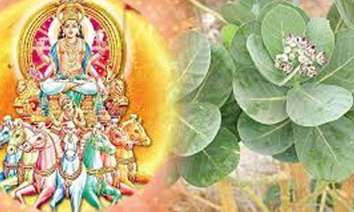  Do You Know Why We Bath With Calotropis Leave On Rathasapthami ,  Devotional ,-TeluguStop.com