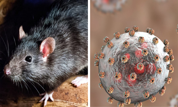 Telugu Africa, Britain, Ache, Lassa Feve, Lassa, Lassa Symptoms, Nigeria, Rats,