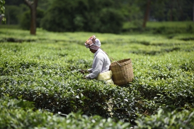  Assam Tea Industry Eyes Solar Projects To Augment Revenue-TeluguStop.com