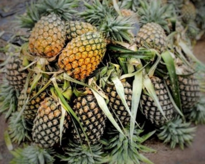  At $3.26 Mn, Pineapple Exports Record Near 100% Growth #pineapple #telugu-TeluguStop.com